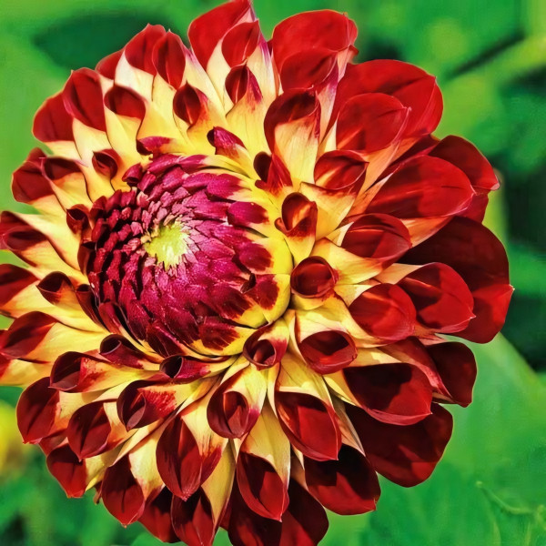 Саженцы Георгина помпонная Jowey Joshua (Джоуи Джошуа)