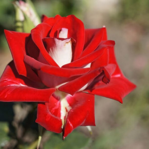 Саженцы Роза чайно-гибридная Альянс