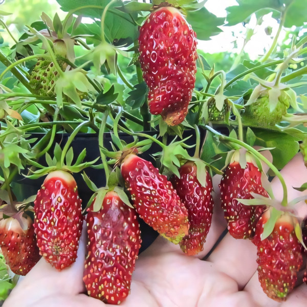 Клубника Цукат мускатный 5 шт. в упаковке