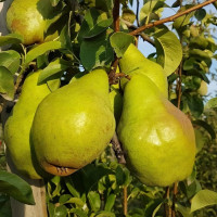 Саженцы Груша Ноябрьская