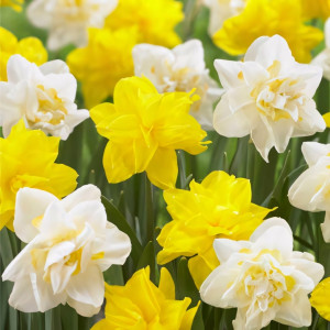 Нарцисс махровый Брайт Сан, микс (в упаковке - 3шт.)
