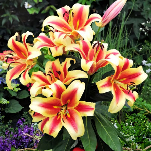  Лилия ОТ гибрид Flavia (Флавия)