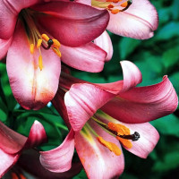 Луковицы  Лилия трубчатая Pink Perfection (Пинк Перфекшн) (3шт.)