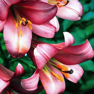  Лилия трубчатая Pink Perfection (Пинк Перфекшн)