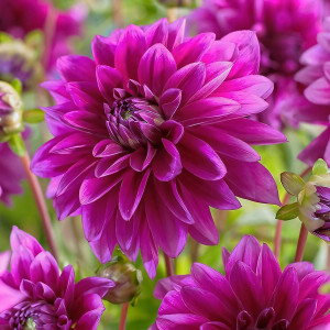 Саженцы Георгина декоративная Evening Breeze (Ивнинг Бриз)