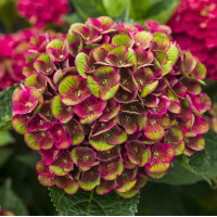 Саженец Гортензия крупнолистная Grunes Gewolbe (Грюнес Гевёльбе)