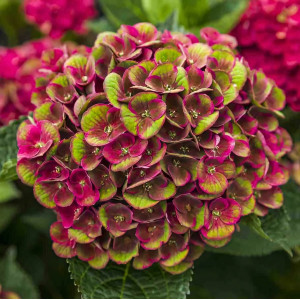 Гортензия крупнолистная Grunes Gewolbe (Грюнес Гевёльбе)