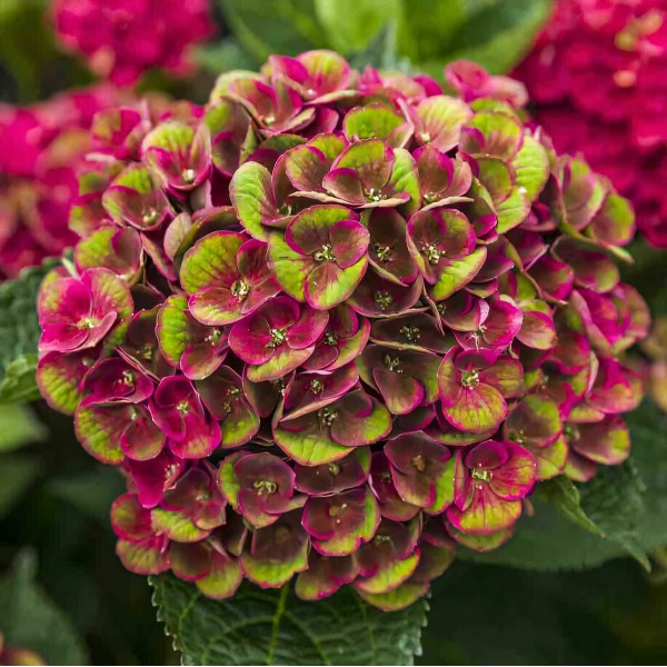 Саженец Гортензия крупнолистная Grunes Gewolbe (Грюнес Гевёльбе)