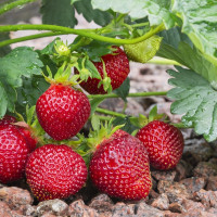 Саженцы Земляника Сибилла  (упаковка 5 шт.)