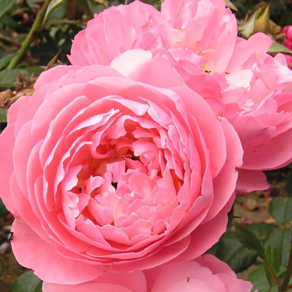 Саженцы Роза флорибунда Раймонд Бланк