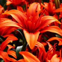 Луковицы  Лилия азиатская Crazy Twin (Крейзи Твин) (3шт.)