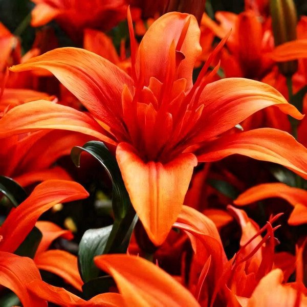 Луковицы  Лилия азиатская Crazy Twin (Крейзи Твин) (3шт.)