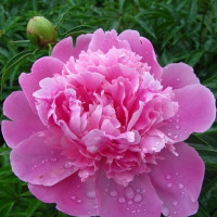 Саженцы Пион Edulis Superba (Эдулис Суперба)