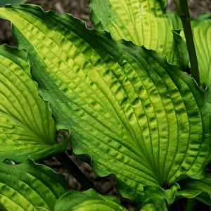 Саженцы Хоста Emerald Ruff Cut (Эмеральд Руф Кат) М