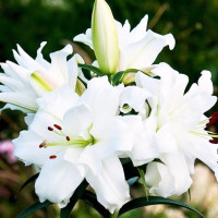 Луковицы Саженцы Лилия ОТ гибрид White Eyes (Уайт Айз) (3шт.)