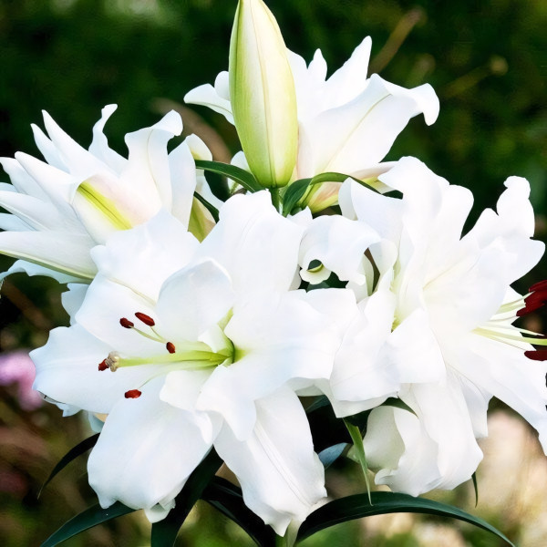 Луковицы Саженцы Лилия ОТ гибрид White Eyes (Уайт Айз) (3шт.)