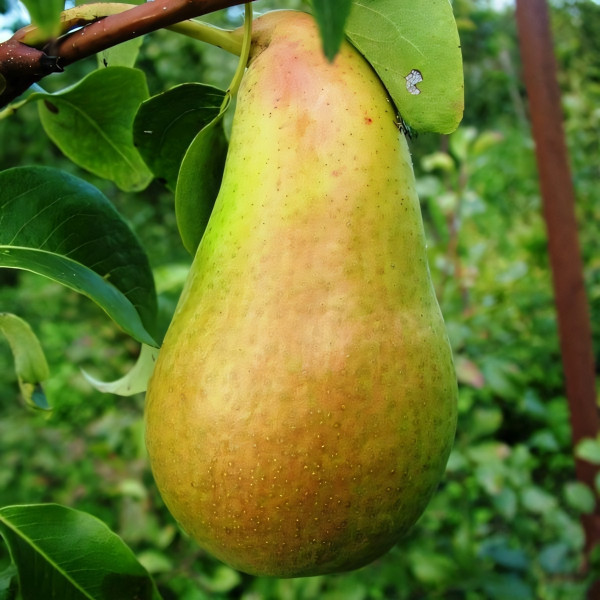 Саженцы Груша Амфора