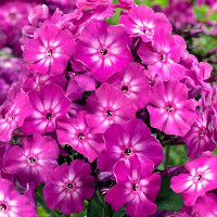 Саженцы Флокс Hannah (Ханна)