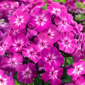 Саженцы Флокс Hannah (Ханна)