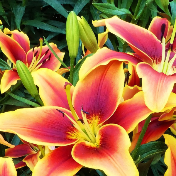 Луковицы  Лилия АОА гибрид Avalon Sunset (Авалон Сансет) (3шт.)