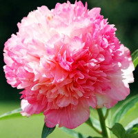 Саженцы Пион Salmon Glory (Салмон Глори)