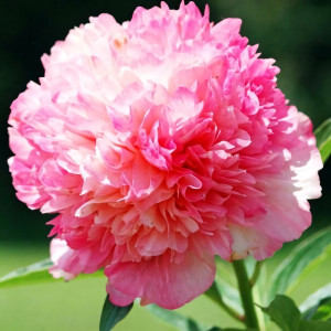 Саженцы Пион Salmon Glory (Салмон Глори)