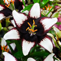 Луковицы  Лилия азиатская Black Eye (Блэк Ай) (3шт.)