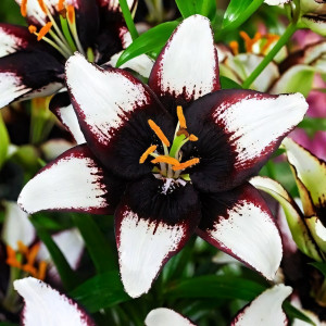  Лилия азиатская Black Eye (Блэк Ай)