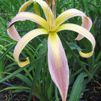 Саженцы Лилейник String-Bikini (Стринг-Бикини)