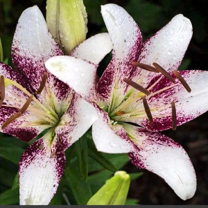  Лилия ЛА гибрид Sweet Zanika (Свит Заника)