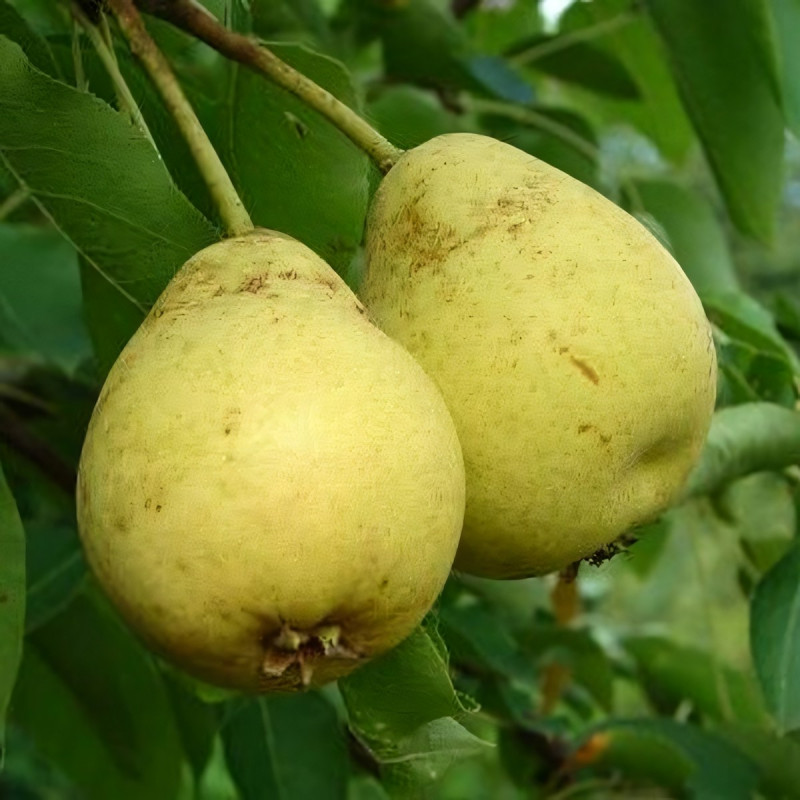 Саженцы Груша Полесская