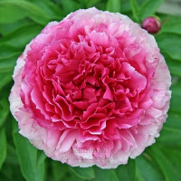 Саженцы Пион Bess Bockstoce  (Бесс Бекстос)