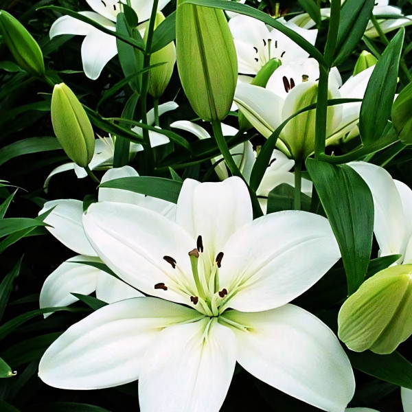 Луковицы  Лилия азиатская Yeti (Йети) (3шт.)