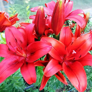  Лилия ЛА гибрид Аrmandale (Армандейл)