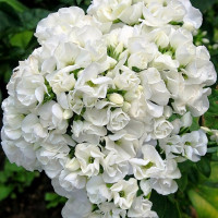 Саженцы Флокс метельчатый Tiara (Тиара)