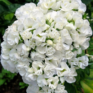 Саженцы Флокс метельчатый Tiara (Тиара)