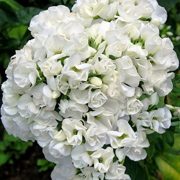 Саженцы Флокс метельчатый Tiara (Тиара)