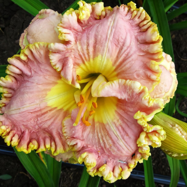 Саженцы Лилейник Darla Anita (Дарла Анита)