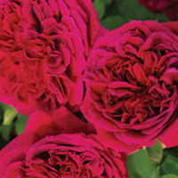 Саженцы Роза английская Кинг Артур