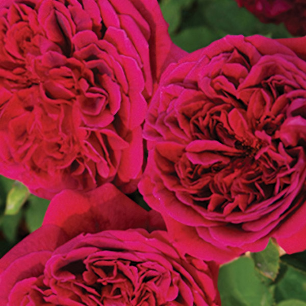 Саженцы Роза английская Кинг Артур