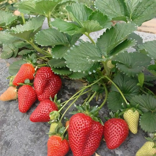 Саженцы Земляника Мальга ремонтантная  (упаковка 5 шт.)