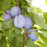 Саженцы Слива Блю Фри