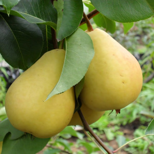 Саженцы Груша Лада