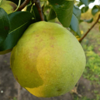 Саженцы Груша Бергамот Московский