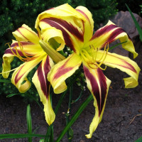 Саженцы Лилейник Dancing Chevrons (Дэнсинг Червонс)