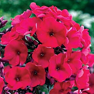 Саженцы Флокс Nadia (Надя)