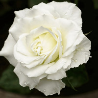 Саженцы Роза чайно-гибридная Боинг