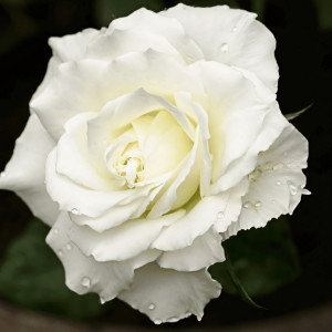 Саженцы Роза чайно-гибридная Боинг