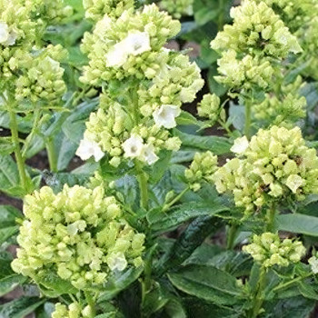 Саженцы Флокс Green Leave (Грин Лив)