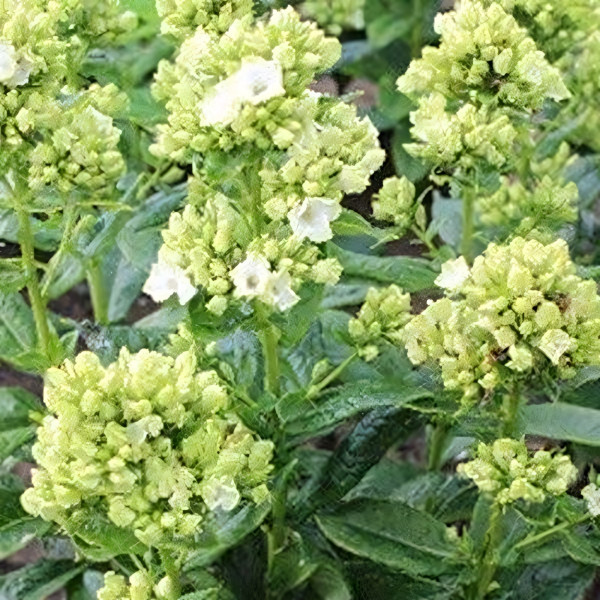 Саженцы Флокс Green Leave (Грин Лив)